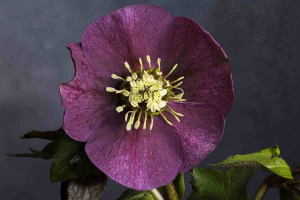 Anne Molyneux Spring is here - Hellebore 