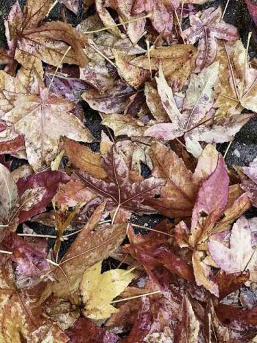 Chris Atkinson "Autumn leaves"