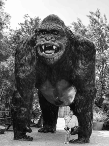 Chris Atkinson "King Kong!"