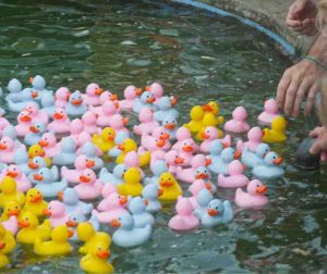 Alec-Brown-Ducks-5