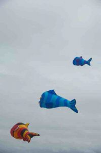 Alec-Brown-Kites-2