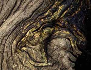 Anne-Molyneux-Staverton-Thicks