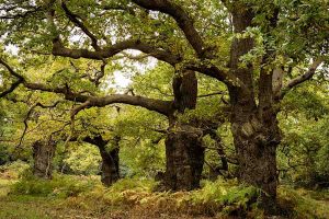 Anne-Molyneux-Staverton-Thicks