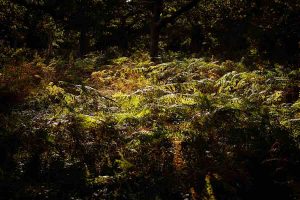 Anne-Molyneux-Staverton-Thicks