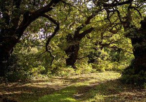 Anne-Molyneux-Staverton-Thicks