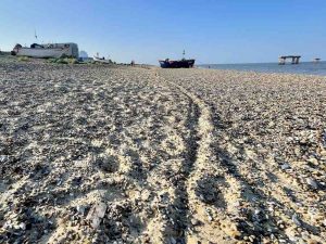 George-Kardan-IMG 0297