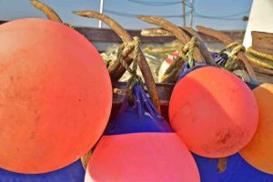 Kathy-Ellis- DSC8743