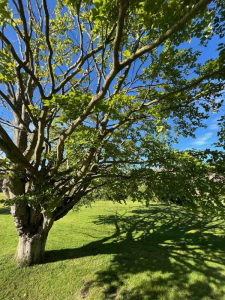 Lynda Aldred Orford Walk Shadows