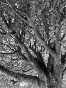 Lynda Aldred Orford Walk Layers