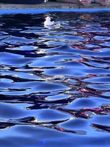 MoiraAndrewWinningDuckIMG 1112 (1)