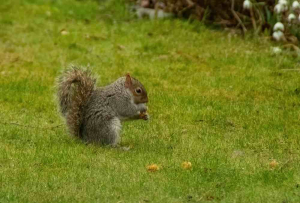 Neil Goodchild "Squirrel in Yorkshire"