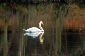 Neil Goodchild "Swan on Loch Tummel"