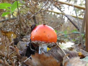 Peter-Crabb-Autumnal-4