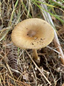 Peter-Crabb-Autumnal-Fungi-2