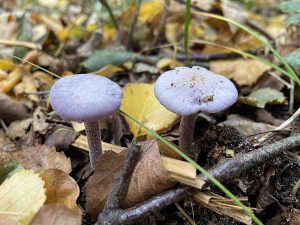 Peter-Crabb-Autumnal-Fungi-3