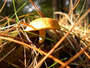 Peter-Crabb-Autumnal-Fungi