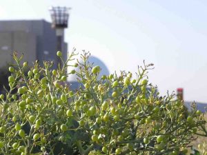 Peter-Crabb-Sizewell-3