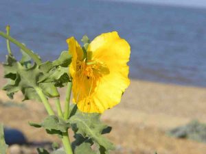 2025-07 Sizewell Beach