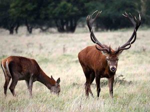Richard-Hudson-4-Deer-Rut-at-Dunwich