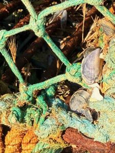 Stuart-Brooks-IMG 1926