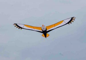 2026-8i Sunday Kites